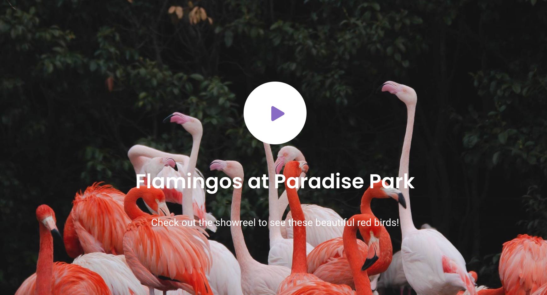 Home Widget - Custom Content
